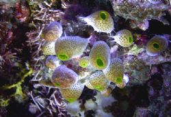 These Tunicates have their own inner light. Osprey Reef, ... by Jerry Hamberg 